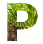 Poultry & Agribusiness